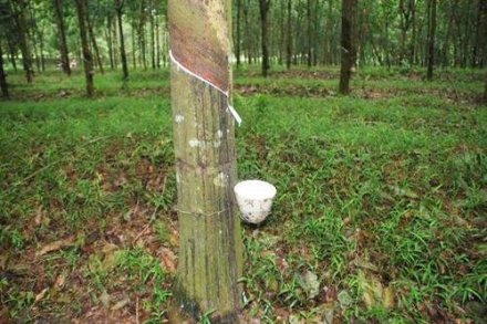 天然橡膠生膠縐片機對物料產(chǎn)生輥壓、剪切，從而使物料壓薄、表面起皺